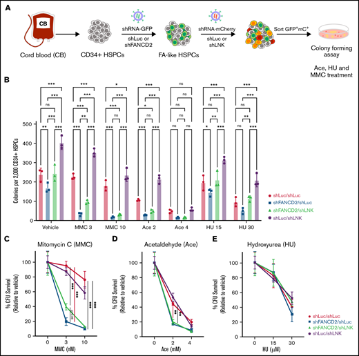 LNK inhibition enhances clonogenic potential of FA-like HSPCs in the presence of various DNA stressors. (A) Experimental scheme of lentiviral transduction followed by CFC. CB-derived CD34+ cells were first transduced with lentivirus-expressing GFP and either shLuc or shFANCD2 to establish FA-like HSPCs. Subsequently, the cells were transduced with lentivirus-expressing mCherry and either shLuc or shLNK #1, and 48 hours post–second transduction, GFP+mCherry+ cells were sorted and either directly plated in methylcellulose CFC assay with indicated concentrations of MMC or HU or were pretreated for 4 hours with acetaldehyde (Ace) and then plated in methylcellulose. Vehicle-treated cells were used as control. (B) CFU numbers were quantified after 12 to 14 days and a representative experiment is shown. (C-E) Percentages of CFUs in indicated drugs relative to vehicle-treated controls are shown. Each symbol represents an individual plate; bars indicate mean values; error bars indicate plus or minus SD. *P < .05; **P < .01; ***P < .001 as determined by 2-way ANOVA followed by Tukey’s multiple comparisons. For simplicity, in panels C-E, multiple comparisons for shLuc/shLNK are not shown.