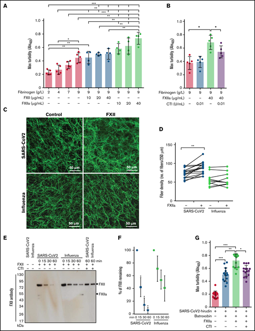 Impact of FXIIa on fibrin clot structure in plasma from patients with severe COVID-19. (A-B) Maximum turbidity values of fibrin clots generated in the purified system from increasing concentrations of fibrinogen and/or FXII/FXIIa, in the absence or presence of CTI. Clot formation was induced by thrombin (n = 4-5). (C) Representative laser scanning confocal microscopy images of fibrin fibers in clots formed from FXII-depleted SARS-CoV-2 or influenza plasma supplemented with FXII. Fibrin fibers were stained with an anti-fibrinogen/fibrin antibody followed by an Alexa Fluor 488-conjugated secondary antibody. (D) Fibrin fiber density in ARDS-influenza (n = 10) and COVID-19 (n = 10) clots generated in panel C. Per patient, 3 separate clots were prepared, 5 images were taken in different areas of the clots, and fibril density was determined in all images. Interconnections of paired data are shown. (E) Rate of FXII autoactivation in ARDS-influenza and SARS-CoV-2 plasma. FXII was added to FXII-depleted plasma, and its decay was monitored by Western blot assay, with an antibody directed against FXII. A representative blot is shown. (F) Quantification of FXII decay in ARDS-influenza and SARS-CoV-2 plasma in panel E. FXII signal at time point 0 was considered to be 100% (n = 20 per group). (G) Maximum turbidity values of fibrin clots generated by the addition of batroxobin to hirudin-preincubated plasma in the presence of FXIIa and/or CTI (n = 15 biological replicates). *P < .05; **P < .01; ***P < .001.
