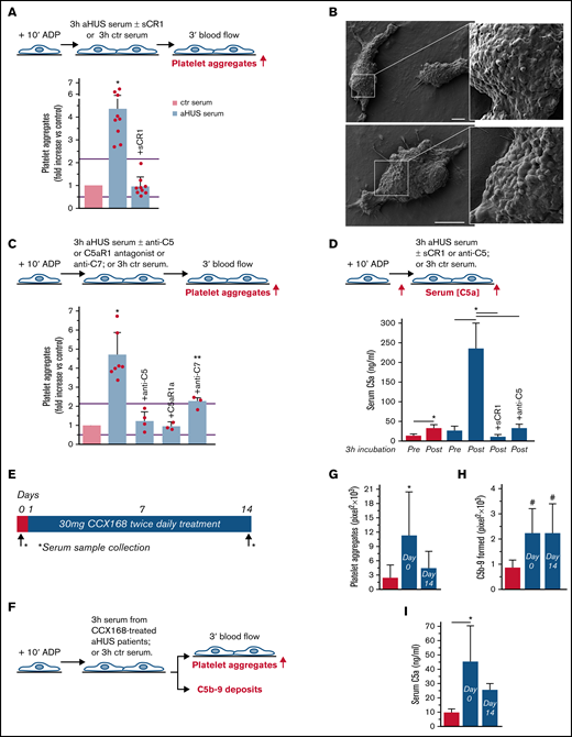 Serum from patients with aHUS induces platelet adhesion and aggregation on microvascular endothelial cells through C5a/C5aR1 signaling. (A, upper panel) Experimental design. HMEC-1 were activated with ADP, exposed for 3 hours to ctr serum or serum from patients with aHUS in remission, and then perfused for 3 minutes with heparinized whole blood, added with mepacrine, from healthy subjects. aHUS serum was added or not with the pan complement inhibitor sCR1 (150 μg/mL). Formation of platelet aggregates was evaluated at the end of blood perfusion (through confocal microscopy). (A, lower panel) Endothelial surface area with positive staining for platelet aggregates. Results are shown as fold increase of stained surface area after incubation with ctr serum run in parallel. Data are mean ± SD; n = 9 independent experiments. Red points represent fold increase values of single experiments. Purple lines are the upper and lower limits of normal range. (B) Representative images of the ultrastructure of aggregates of platelets adhered on HMEC-1 preexposed to aHUS serum, evaluated with scanning electron microscopy at low magnification (left panels), with the corresponding high magnification insets (right panels). Insets show high-power view of same platelet aggregate. Scale bars represent 10 µm (n = 2 experiments). (C, upper panel) Experimental design. HMEC-1 were activated with ADP, exposed for 3 hours to ctr or aHUS serum, and then perfused for 3 minutes with heparinized whole blood, added with mepacrine, from healthy subjects. aHUS serum was added or not, with an anti-C5 antibody (135 μg/mL), or the C5aR1 antagonist CCX168 (200 ng/mL), or an anti-C7 antibody (350 μg/mL). Formation of platelet aggregates was evaluated at the end of the blood perfusion. (C, lower panel) Endothelial surface area covered by platelet aggregates. Results are shown as fold increase of stained surface area after incubation with ctr serum run in parallel. Data are mean ± SD; n = 4 independent experiments for +anti-C5; n = 3 independent experiments for +C5aR1a and +anti-C7. Red points represent fold increase values of single experiments. Purple lines are the upper and lower limits of normal range. (D, upper panel) Experimental design. HMEC-1 were activated with ADP and then exposed for 3 hours to ctr or aHUS serum. aHUS serum was added or not with sCR1 (150 μg/mL) or the anti-C5 antibody (135 μg/mL). Serum C5a levels were measured before and after incubation. (D, lower panel) C5a concentration in ctr or aHUS serum before and after incubation with ADP-activated HMEC-1. Data are mean ± SD; n = 3 independent experiments. (E) Scheme of treatment with the C5a receptor antagonist CCX168 and serum sample collection in patients with aHUS enrolled in the ACCESS study. (F) Experimental design. HMEC-1 were activated with ADP, exposed for 3 hours to ctr serum or serum from patients with aHUS (taken before treatment with CCX168, day 0, and after 14 days of treatment), and then analyzed for C5b-9 deposits or perfused for 3 minutes with heparinized whole blood, added with mepacrine, from healthy subjects. Formation of platelet aggregates was evaluated at the end of blood perfusion. (G-H) Endothelial surface area with positive staining for platelet aggregates (G) or C5b-9 (H) after incubation of ADP-activated HMEC-1 with ctr serum or serum from patients with aHUS treated with CCX168 collected at days 0 and 14 of the study. Data are mean ± SD of cumulative data from 5 patients. (I) C5a levels in ctr serum or in serum from patients with aHUS taken before treatment with CCX168, day 0, and after 14 days of treatment (n = 5). *P < .05 vs the groups indicated by horizontal bar or, if not indicated, vs all groups. **P < .05 vs +C5aR1a. #P < .05 vs ctr serum.