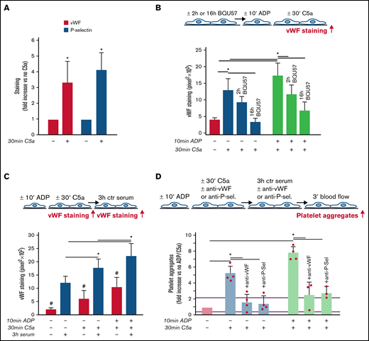 Role of vWF and P-selectin in C5a-induced platelet adhesion and aggregation on HMEC-1. (A) Endothelial surface area stained for vWF or P-selectin on resting or C5a-stimulated HMEC-1. Results are shown as fold increase of stained area on resting HMEC-1. Data are mean ± SD; n = 4 (vWF) or 3 (P-selectin) independent experiments. *P < .05 vs no stimulation. (B, upper panel) Experimental design. Before the experiment, HMEC-1 were left for 2 hours or 16 hours with medium added or not with the RalA inhibitor BQU57 (10 µM). Thereafter, HMEC-1 were activated or not for 10 minutes with ADP and then stimulated or not for 30 minutes with C5a (200 ng/mL). vWF staining was performed at the end of C5a stimulation. (B, lower panel) Endothelial surface area stained for vWF. Data are mean ± SD of 13 fields; n = 1 to 2 experiments. *P < .05 vs the groups indicated by horizontal bar. (C, upper panel) Experimental design. HMEC-1 were activated or not with ADP and then stimulated or not with C5a and exposed or not for 3 hours to ctr serum. vWF staining was performed at the end of C5a stimulation or exposure to serum. (C, lower panel) Endothelial surface area stained for vWF. Mean ± SD of 13 fields. *P < .05. #P < .05 vs the corresponding condition with serum. (D, upper panel) Experimental design. HMEC-1 were activated or not with ADP and then stimulated or not with C5a, exposed for 3 hours to ctr serum and then perfused for 3 minutes with heparinized whole blood, added with mepacrine, from healthy subjects. In 3 of 4 experiments, either an anti-vWF (10 μg/mL) or an anti-P-selectin (20 μg/mL) antibody was added during the C5a stimulation and the exposure to serum. Formation of platelet aggregates was evaluated at the end of blood perfusion. (D, lower panel) Endothelial surface area covered by platelet aggregates on resting (no ADP, no C5a), C5a-stimulated, or ADP-activated/C5a-stimulated HMEC-1 incubated with ctr serum. Results are shown as fold increase of stained surface area on resting HMEC-1 incubated with ctr serum alone run in parallel. Data are mean ± SD; n = 3 to 4 independent experiments. Red points represent fold increase values of single experiments. Purple lines are the upper and lower limits of normal range. *P < .05 vs the groups indicated by horizontal bar.