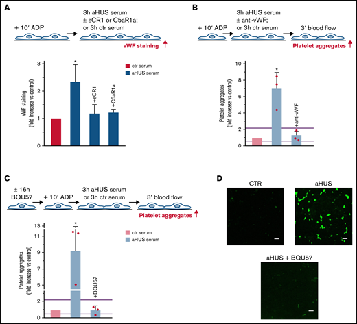 Role of vWF and exocytosis of WPBs in aHUS serum-induced platelet adhesion and aggregation on HMEC-1. (A, upper panel) Experimental design. HMEC-1 were activated with ADP and then exposed for 3 hours to ctr or aHUS serum. aHUS serum was added or not with sCR1 (150 μg/mL) or the C5aR1 antagonist CCX168 (200 ng/mL). vWF staining was performed at the end of exposure to serum. (A, lower panel) Endothelial surface area stained for vWF. Results are shown as fold increase of stained area after incubation, with aHUS serum (n = 4) vs ctr serum run in parallel. Data are mean ± SD. *P < .05 vs all groups. (B, upper panel) Experimental design. ADP-activated HMEC-1 were exposed for 3 hours to ctr or aHUS serum and then perfused for 3 minutes with heparinized whole blood, added with mepacrine, from healthy subjects. aHUS serum was added or not with an anti-vWF antibody (10 μg/mL). Formation of platelet aggregates was evaluated at the end of blood perfusion. (B, lower panel) Endothelial surface area covered by platelet aggregates. Results are shown as fold increase of surface area covered by platelet aggregates after incubation with aHUS serum (n = 3) vs ctr serum run in parallel. Data are mean ± SD. Red points represent fold increase values of single patients. Purple lines are the upper and lower limits of normal range. *P < .05 vs all groups. (C, upper panel) Experimental design. Before the experiment, HMEC-1 were left for 16 hours in medium with or without the RalA inhibitor BQU57 (10 µM). Thereafter, HMEC-1 were activated for 10 minutes with ADP, exposed for 3 hours to ctr or aHUS serum, and then perfused for 3 minutes with heparinized whole blood, added with mepacrine, from healthy subjects. Formation of platelet aggregates was evaluated at the end of blood perfusion. (C, lower panel) Endothelial surface area covered by platelet aggregates. Results are shown as fold increase of stained surface area after incubation with aHUS serum (n = 3) vs ctr serum run in parallel. Data are mean ± SD. Red points represent fold increase values of single patients. Purple lines are the upper and lower limits of normal range. *P < .05 vs all groups. (D) Representative images of experiments (green staining) relative to Figure 4C. Original magnification ×200. Scale bar represents 50 μm.
