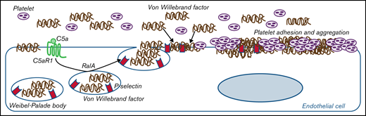 Proposed mechanism underlying the pro-thrombotic action of C5a/C5aR1 signaling. Upon engagement with its receptor C5aR1, C5a induces the activation of RalA, which leads to the exocytosis of Weibel-Palade bodies (WPB). Then, vWF and P-selectin are exocytosed from WPBs, providing an adhesive scaffold on which circulating vWF is in turn recruited. As a consequence for the above events, massive platelet adhesion and aggregation occur on the endothelial cell surface.