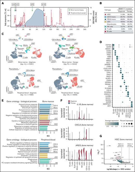 Single-cell transcriptome analysis corroborate reduced inflammatory activity under vemurafenib. (A) Single-cell RNA sequencing (scRNA-seq) was performed on one peripheral blood sample and one bone marrow aspirate before and during therapy, respectively. (B) Percentage of mutated BRAF in fluorescence-activated cell sorted bone marrow cells at diagnosis and during therapy. (C) Uniform Manifold Approximation and Projection for Dimension Reduction (UMAP) visualization showing all the cells detected in the scRNA-seq dataset. Following quality control, the transcriptome of bone marrow aspirates at diagnosis (day −6; 5,031 cells) and during therapy (day 70; 6,444 cells), as well as peripheral blood samples at diagnosis (day −2; 7,384 cells) and during therapy (day 120; 9,269 cells), were analyzed. Cell types were annotated by mapping the cells on a reference dataset using the Azimuth pipeline and indicated in different colors. (D) Dot plot showing the expression of the top 3 expressed genes by cell types. Normalized mean expression across samples is indicated by color and the percentage of cells expressing the gene (>0) per cluster is indicated by dot size. (E) GSEA of genes downregulated during vemurafenib therapy compared with diagnosis. The top 3 Gene Ontology pathways ordered by normalized enrichment score (NES) are shown. *P < .1; **P < .05; ***P < .001. (F) Expression levels of AREG, IL1B, and CXCL8 in 11 475 bone marrow cells at time of diagnosis (red) and during vemurafenib-induced clinical remission (green). (G) Fold change (natural log) and P values (MAST test) of genes expressed in hematopoietic stem cells (HSCs) from bone marrow samples at diagnosis and during vemurafenib-induced clinical remission.