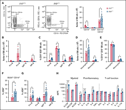 Disruption of B lymphopoiesis and double-stranded DNA breaks in B cells are correlated with myeloid expansion in Il10−/− mice. Analysis of immune cell lineages and cytokines in 8- to 12-week-old Il10+/+ and Il10−/− mice. (A) Representative flow cytometry plots show the percentage of CD11b+ CD19− myeloid cells and CD19+ B cells of FVB/N and Il10−/− bone marrow (BM) gated on single live cells (left panel). Bar graph summarizes the number of CD19+ B, CD3+ T, and CD11b+ CD19− myeloid cells in the BM (right panel). (B) Number of pro-B cells (B220+CD19+IgM−IgD−CD43+), pre-B cells (B220+CD19+IgM−IgD−CD43−), IgM+ immature B cells (B220+CD19+IgM+IgD−), and MR B cells (B220+CD19+IgM+IgD+) in the BM. (C) Percentage of B-cell subsets in B220+CD19+ BM. (D) Number of neutrophils (CD11b+CD19− Gr1hiLy6Clo) and monocytes (CD11b+CD19−Gr1loLy6Chi) in the BM. (E) Percentage of myeloid subsets in single live BM cells. Percentage of γH2AX+ cells among total BM B cells (F) and BM B-cell subsets (G). (H) Absolute plasma concentrations of a selected panel of myeloid, proinflammatory, and T-cell regulatory cytokines detected by a bead-based multiplex Luminex assay. Plasmas of all mice were assayed simultaneously. Nominal P values are presented for cytokine data. Data in (A-G) are representative of 3 experiments. Error bars represent mean ± standard deviation. *P ≤ .05, **P ≤ .01, ***P ≤ .001, ****P ≤ .001. Statistical tests used are described in Methods.