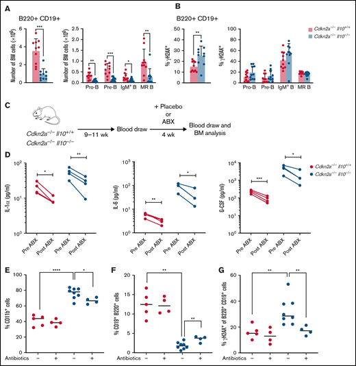 Antibiotic treatment response rescues preleukemic Cdkn2a−/−Il10−/− B cells from impaired development and DNA damage. Analysis of 8- to 12-week-old Cdkn2a−/−Il10+/+ and Cdkn2a−/−Il10−/− mice. (A) Absolute bone marrow (BM) count of total B220+CD19+ B cells and BM B-cell subsets. (B) Percent of γH2AX+ cells among total BM B cells and BM B-cell subsets. (C) Schematic diagram of antibiotic (ABX) treatment and tracking of peripheral blood and BM cells in adult mice. (D) Concentration of cytokines in Il10−/−Cdkn2a−/− mice and controls. Lines connect values from the same mouse sampled before and after antibiotic treatment. Flow analysis of the percentage of CD11b+CD19− cells (E) and CD19+ B220+ cells (F) in BM. (G) Percentage of γH2AX+ of CD19+B220+ cells in Cdkn2a−/−Il10+/+ and Cdkn2a−/−Il10−/− mice after treatment with placebo (-) or antibiotics (+) for 4 weeks. Data in (A-B) are representative of 2 experiments. Data in (D-G) were obtained from a single-cohort study. Error bars represent the mean ± standard deviation. *P ≤ .05, **P ≤ .01, ***P ≤ .001, ****P ≤ .001. Statistical tests used are described in Methods.