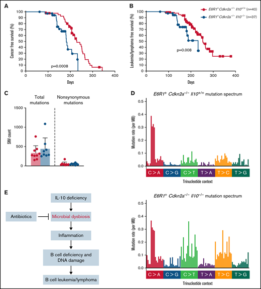 Decreased levels of IL-10 accelerate development of B-cell disease in the E6R1+Cdkn2a−/− model. Survival curves for cancer (A) and leukemia/lymphoma development (B) in E6R1+Cdkn2a−/−Il10+/+ mice and E6R1+Cdkn2a−/−Il10−/− mice. Log-rank (Mantel-Cox) test. (C) Number of total or nonsynonymous SNVs in B-cell leukemia/lymphomas from exome sequencing of 9 E6R1+Cdkn2a−/−Il10+/+ mice and 8 E6R1+Cdkn2a−/−Il10−/− mice. Error bars represent the mean ± standard deviation. (D) Mutation spectrum representing the frequency of mutations in each context of 96 possible trinucleotide contexts in sequenced E6R1+Cdkn2a−/−Il10+/+ and E6R1+Cdkn2a−/−Il10−/− B-cell leukemia/lymphomas. (E) Model for the role of microbial dysbiosis in childhood B-cell leukemia/lymphoma. IL-10 deficiency induces microbial dysbiosis in the gut, resulting in inflammation with distal effects of B-cell deficiency and B-cell DNA damage in the bone marrow. The inflammation-associated acquisition of genetic lesions in bone marrow B cells leads to the development of B-cell leukemia/lymphoma. Antibiotics may counteract the impact of low IL-10 by restoring bacterial homeostasis in the gut.