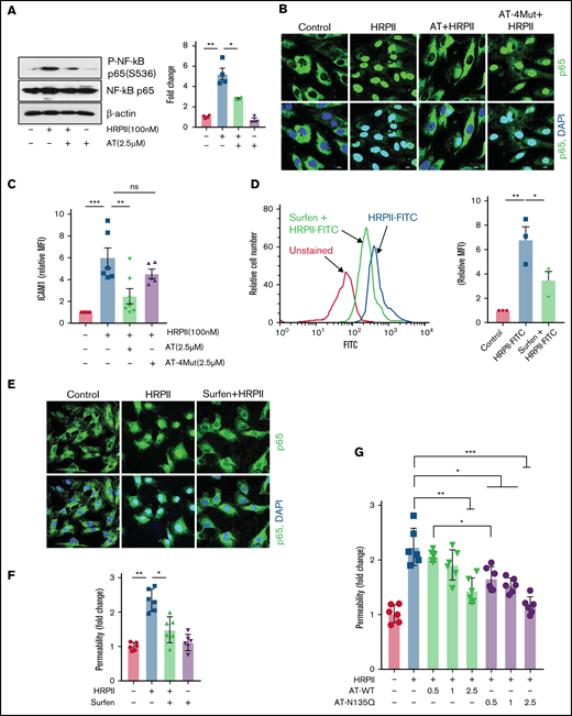 AT inhibits GAG-dependent HRPII-mediated inflammatory responses in endothelial cells. (A) Confluent endothelial cells (hTERT-HUVECs) were simultaneously treated with HRPII (100 nM) and AT (2.5 µM) for 15 min followed by analysis of phosphorylation of NF-κB p65 by western blotting. Quantitative analysis is presented. (B) Cells were treated similarly with HRPII (100 nM) and AT or AT-4Mut (2.5 µM) for 1 hour and then fixed, permeabilized, and stained with anti–NF-κB p65 antibody (rabbit) followed by Alexa Fluor 488-conjugated anti-rabbit immunoglobulin G (IgG). DAPI was used to stain the nucleus. (C) Cells were treated with HRPII and AT derivatives as described above for 4 hours followed by analysis of cell surface expression of ICAM-1 by flow cytometry. Quantitative analysis is presented. (D) FITC-conjugated HRPII (HRPII-FITC, 1 µM) binding to endothelial cells were analyzed by flow cytometry in the absence and presence of the GAG antagonist, surfen (10 µM). Quantitative analysis is presented. (E) Cells were treated with HRPII (100 nM) for 1 hour in the absence and presence of surfen (10 µM). Cells were then fixed, permeabilized, and stained with anti–NF-κB p65 (rabbit) antibody and Alexa Fluor 488-conjugated anti-rabbit IgG. DAPI was used to stain the nucleus. (F) Confluent cells were treated with HRPII in absence or presence of surfen (10 µM) followed by monitoring HRPII-mediated barrier-disruptive function through measuring the influx of albumin-bound Evans blue dye across the cell monolayer as described in "Materials and methods." (G) The same as (F) except that the competitive effect of increasing concentration of wild-type AT and AT-N135Q were monitored in presence of fixed concentration of HRPII (40 nM).