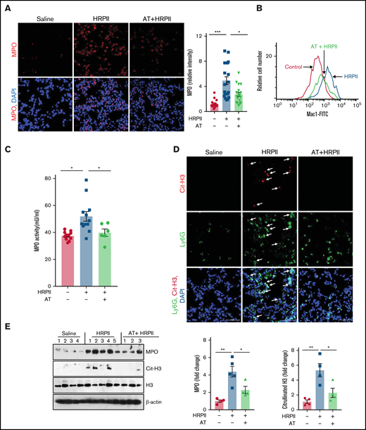 AT inhibits HRPII-mediated activation of neutrophils in vivo. Mice were injected IP with saline or HRPII (10 µg/g) and AT (500 µg/mouse ∼20 µg/g) followed by collection of organs after 3.5 hours for analysis. (A) Cryosections of the lung tissue were fixed and permeabilized followed by analysis of infiltration of neutrophils to the lung with anti-MPO (rabbit) antibody and Alexa Fluor 555-conjugated anti-rabbit antibody. DAPI was used to stain the nucleus. Relative intensity of the MPO stain is presented. (B) Mac1 surface expression in Ly6G-positive mouse neutrophils was analyzed by flow cytometry as described in "Materials and methods." (C) The MPO level in plasma (marker of neutrophil activation) was analyzed by the MPO activity assay as described in "Materials and methods." (D) The same as (A) except that the lung cryosections were fixed, permeabilized, and incubated with anti-citrullinated histone H3 (rabbit) and anti-Ly6G (rat) antibodies followed by Alexa Fluor 555-conjugated anti-rabbit and Alexa Fluor 488-conjugated anti-rat antibodies. DAPI was used to stain the nucleus. The arrows indicate citrullinated histone H3. (E) The PBS-perfused lower right lobe of lung was dissected and dissolved in the tissue lysis buffer followed by western blotting of the lysate for detection of MPO, citrullinated histone H3, histone H3, and β-actin using appropriate antibodies. Densitometric analysis of expression of these proteins is presented.