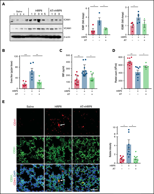 AT inhibits HRPII-mediated inflammation and coagulation. Mice were injected IP with saline or HRPII (10 µg/g) and AT (20 µg/g) followed by euthanizing mice after 3.5 hours, perfusing the lungs with PBS, dissecting the lower right lobe of the lung, and dissolving it in the tissue lysis buffer. (A) Lung tissue lysates were immunoblotted for VCAM1 and ICAM1 and β-actin. Densitometric analysis of expression of these proteins is presented. (B) The barrier-protective effect of AT in mice injected with both AT and HRPII was analyzed after 3 hours by IV injection of 1% Evans blue dye. After 30 minutes, animals were euthanized and perfused with PBS, lung tissue samples were collected, and vascular permeability was measured from the amount of Evans blue dye leaked into the lung as described in "Materials and methods." (C) Plasma level of VWF was measured by ELISA using a commercial kit. (D) Blood platelet counts were determined using a veterinary hematology analyzer. (E) Lung cryosections were fixed, permeabilized, and incubated with anti-CD41 (rat) and anti-CD31 (rabbit) antibodies followed by Alexa Fluor 555-conjugated anti-rat and Alexa Fluor 488-conjugated anti-rabbit antibodies. DAPI was used to stain the nucleus. The arrows indicate platelet-rich thrombus. Relative intensity of CD41 is presented.