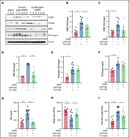 Depletion of neutrophils in mice decreases HRPII-mediated inflammation but not the procoagulant response. Mice were administered either control antibody or anti-Ly6G antibody (20 µg/g) 48 hours before HRPII treatment (10 µg/g). After 3.5 hours of HRPII treatment, mice were euthanized and perfused with PBS, and blood and organs were collected. The lower right lobe of the lung was lysed in tissue lysis buffer. (A) Lung tissue lysates were immunoblotted for VCAM1, ICAM1, MPO, fibrin(ogen), and β-actin. Densitometric analysis of expression of these proteins is presented in (B), (C), (D), and (E). β-actin was used as loading control. (F) Plasma level of the TAT complex was measured with established ELISA. (G) Plasma level of VWF was measured by ELISA using a commercial kit. (H) Blood platelet counts were determined using a veterinary hematology analyzer. (I) To analyze the effect of neutrophil depletion on lung vascular permeability, 1% Evans blue dye was injected 3 hours after HRPII treatment. After 30 minutes, animals were euthanized and perfused with PBS, lung tissue samples were collected, and vascular permeability was measured from the amount of Evans blue dye leaked into the lung as described in “Materials and methods.”