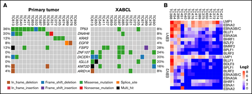 Molecular characterization of XABCLs. (A) Gene mutations in 25 XABCLs and the matched NSCLC tumors from which the XABCLs were derived. Only samples with mutations shown in the co-oncoplot were presented in the graph. Detailed mutation information for 25 pairs of samples is shown in supplemental Table 2. (B) RNA transcripts of type I and type II EBV detected in RNA-seq data of 15 XABCLs. LMP1 and EBNA2 were detected in all 15 samples, suggesting that XABCLs have type II or type III latency of EBV infection.