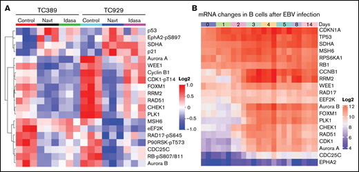 Molecular changes induced in XABCL in vivo. (A) Mice bearing XABCLs TC389 and TC929 (n = 3 mice per group) were treated with solvent, navtemadlin, or idasanutlin (Idasa) for 3 days. Tumors were harvested for RPPA analysis as described in “Methods.” Proteins with significant changes (adjusted P < .05) induced by both MDM2is in both models are shown in the heatmap. (B) Change in mRNA induced during B-lymphocyte reprogramming after EBV infection. The data were downloaded from http://ebv-b.helmholtz-muenchen.de/. Heatmap shows genes whose proteins were included in panel A.