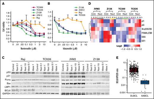 Effects of MDM2is in human lymphoma cell lines in vitro. (A-B) Dose response to MDM2is. Cells were treated with (A) navtemadlin or (B) idasanutlin at the indicated doses for 3 days, and then cell viability was measured by assay with 3-(4,5-dimethylthiazol-2-yl)-5-(3-carboxymethoxyphenyl)-2-(4-sulfophenyl)-2H-tetrazolium (MTS). Cells treated with dimethyl sulfoxide were the control (Cntr), and their viability was set as 1. Each experiment was performed in quadruplicate and repeated at least twice. Values are means for quadruplicate assays; error bars are standard deviations (SDs). (C) Western blot analysis for proteins at the basal level and cells harvested 24 hours after treatment. (D) Heatmap of treatment-induced protein changes. Cells derived from XABCLs and human lymphoma cell lines were treated with solvent or 1 µM navtemadlin for 3, 8, or 24 hours, and cell lysates were subjected to RPPA analysis. The levels of proteins that had significant difference after treatment with solvent control and navtemadlin (adjusted P < .05) are presented in the heatmap scaled from low to high as blue-white-red. (E) BCL6 levels in RNA-seq data of 15 XABCLs and 480 patients with DCLBL from the NCICCR in The Cancer Genome Atlas database. Levels of BCL6 in each sample were normalized with total numbers of reads mapped to the human genome and then normalized with housekeeping gene VPS29 as indicated. The values represent the median (line inside box) and the third and first quartile (box) ±1.5 × the interquartile range from the top and bottom of the box (error bar), whereas the dots represent individual values.