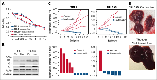 Effect of MDM2is on EBV-positive lymphoma cells derived from patients with PTLD. TRL1 and TRL595 were derived from tumors of patients with PTLD. (A) Dose response to navtemadlin and idasanutlin. Dose-response analysis was performed as described for Figure 4. The data are presented as the mean ± SD of a quadruplicate assay. (B) Protein levels were determined by western blot analysis. Controls were at basal levels; Navt samples were treated with 1 µM navtemadlin for 24 hours. Glyceraldehyde-3-phosphate dehydrogenase (GAPDH) was used as loading control. (C) In vivo treatment response. Animals were enrolled onto the study when tumors reached 200 mm3 and were treated once per day for 21 days. Top: tumor volume changes for each mouse. Bottom: tumor volume changes at day 21 (end of treatment). P < .01 for TRL1. (D) Tumor nodules in liver of TRL595 mice. PARP, poly(ADP-ribose) polymerase.