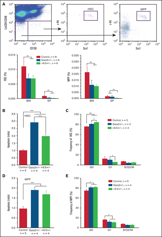 Increased apoptosis in Gata2 +9.5+/− and Gata2+/− HSPCs. Six-week-old WT C57BL/6 (Control), Gata2 +9.5+/− (+9.5+/−), and Gata2+/− (Gata2+/−) mice were analyzed. (A) Gating strategy for HSCs and MPPs. HSCs and MPPs are defined based on LSK SLAM markers as described in Methods. Their frequencies were quantified in BM and SP. (B,D) Quantification of apoptotic BM HSCs (B) and MPPs (D) using Annexin V and 4′,6-diamidino-2-phenylindole (DAPI). (C,E) Cell cycle profiling of BM HSCs (C) and MPPs (E) using Ki67 and DAPI. The results are presented as mean ± standard deviation (SD). *P < .05; **P < .01; ***P < .001.