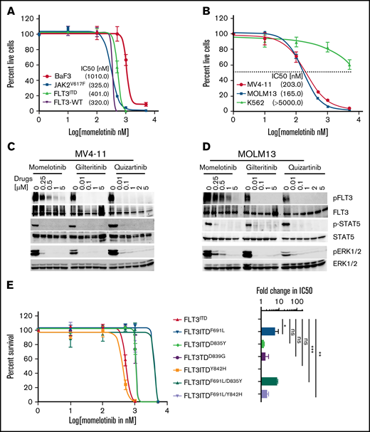 Momelotinib potently inhibits FLT3ITD and its resistant variants from the activation loop. (A) Sigmoidal curve showing the viability of BaF3 cells expressing FLT3-WT, Jak2V617F, and FLT3ITD treated with dimethyl sulfoxide or increasing concentrations of momelotinib for 72 hours. IC50 values for each cell line is indicated in parentheses. (B) Sigmoidal curve showing the potent inhibition of human FLT3ITD-mutant AML cells (MV4-11 and MOLM13), whereas proliferation of K562 cells was not significantly affected. IC50 values for each cell line is indicated in parentheses. pFLT3 and pSTAT5 levels determined by western blotting using total cell extracts of MV4-11 cells (C) and MOLM13 cells (D) treated with increasing concentrations of momelotinib for 2 hours. Dose-response sigmoidal curve showing the proliferation of BaF3 cells expressing FLT3ITD and its quizartinib-resistant variants at different concentrations of momelotinib (E), quizartinib (F), and gilteritinib (G) (left panels). Fold differences in the IC50 values for each FLT3ITD variant normalized to FLT3ITD are presented as a bar graph with a logarithmic scale (right panels). Note that momelotinib efficiently inhibited the activation loop quizartinib-resistant mutants, as well as compound mutant FLT3ITD/F691L/Y842H, which is fully resistant to gilteritinib (brown bar). (H) Immunoblot analysis showing inhibition of the kinase activity of FLT3ITD and resistant variants treated with different concentrations of momelotinib. Total cell extracts from the cells treated with momelotinib for 2 hours were probed with anti-pFLT3, anti-pSTAT5, anti-FLT3, and anti-STAT5 antibodies. Representative cell proliferation data (± standard deviation) are shown from 2 independent experiments. Error bars represent standard error of the mean. *P < .05, **P < .01, ***P < .001. ns, not significant.