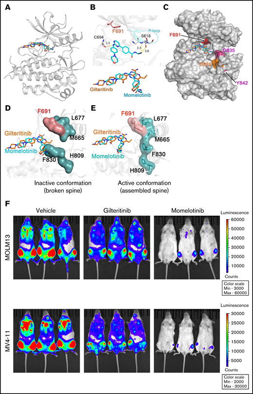 Momelotinib is a type I FLT3 inhibitor and effectively suppresses leukemic progression in mice. (A) Ribbon depiction of a structural model of FLT3 momelotinib was built using quizartinib (PDB: 4XUF) and gilteritinib (PDB: 6JQR) coordinates. A stick representation of momelotinib (cyan) and gilteritinib (brown) shows their binding to the ATP site. (B) Close-up view of the active site of the FLT3 kinase showing the interaction of momelotinib with Cys694 (C694) from the kinase hinge region and Ser618 (S618) from the P-loop through 3 hydrogen bonds (upper panel). Similar binding of gilteritinib and momelotinib (lower panel). (C) Surface depiction of FLT3 kinase with gilteritinib showing the binding of momelotinib and gilteritinib. The activation loop residues D835 (pink), D839 (brown), and Y842 (pink) are frequently mutated in patients treated with type II inhibitors. (D) Model of FLT3 inactive conformation docked with momelotinib and gilteritinib showing steric clash with Phe830 and broken hydrophobic spine. (E) Model of FLT3 active kinase with a stable hydrophobic spine showing the binding of momelotinib and gilteritinib, which provides an explanation why they favor active kinase conformation for binding. (F) Luminescence imaging of NSGS mice transplanted with MOLM13 (upper panels) and MV4-11 (lower panels) at 2 weeks posttransplantation. One million MOLM13-luciferase-Cherry cells (upper panels) and MV4-11-luciferase-Cherry cells (lower panels) were transplanted by tail vein injection into NSGS mice. Momelotinib treatment (100 mg/kg daily in phosphate-buffered saline by intraperitoneal injection) was started 2 days posttransplant. Control mice were injected with vehicle (phosphate-buffered saline).