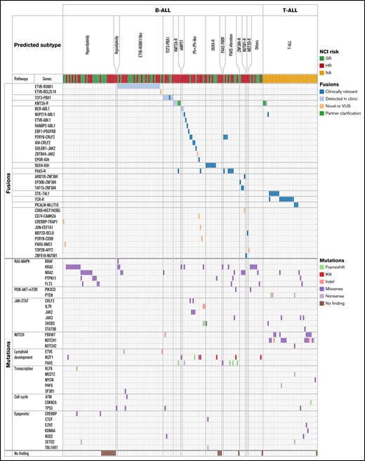Comprehensive heatmap of molecular profiling findings by RNA-seq of 173 patients with ALL enrolled on DFCI 16-001. RNA-seq data from 173 patients with ALL are summarized in this heatmap. Patients were classified on the basis of their respective clustering analysis subtype, gene fusions, and somatic mutations. Specific gene fusions and mutational categories are indicated by colored squares and classified by associated gene signaling pathways. Mutation types included single nucleotide variants, indels, and intragenic IKZF1 deletion (IK6). iAMP21, intrachromosomal amplification of chromosome 21; NA, not applicable; TCR-R, T cell receptor rearrangement; VUS, variant of unknown significance.