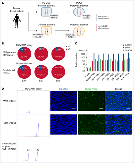 Generation of XLSA patient-derived iPSCs and confirmation of X-chromosome inactivation. (A) Schematic representation of the iPSC generation from PBMCs of female patients with XLSA who harbored a heterozygous ALAS2 mutation. The figure was created using BioRender.com. (B) Summary of HUMARA assays of PBMCs from patients with XLSA and the percentage of MT iPSC lines among established iPSCs. (C) Expression levels of OCT3/4, SOX2, and NANOG genes in PBMCs, 1 control iPSC line derived from a healthy donor, 3 WT iPSC lines, and 4 MT iPSC lines. Expression levels of PBMCs were set to 1. Each line was tested in 3 independent experiments. (D) HUMARA assays of WT and MT iPSCs (left). The undigested control is shown at the bottom left. Representative immunofluorescence staining images for Hoechst expression and H3K27me3 expression in iPSCs derived from patients with XLSA (right). Magnification of the objective lens: ×20. Bars represent 50 μm. (E) HUMARA assays of representative iPSC lines (WT1-iPSC3 and MT1-iPSC2) after 5, 20, and 30 passages and HPCs derived from the iPSC lines. Complementary DNA Sanger sequencing data of erythroblasts derived from the iPSC lines are shown on the far right.