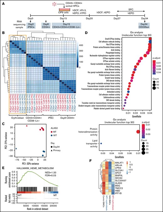 Gene expression in erythroblasts derived from WT and MT iPSCs. (A) Schema of the protocol for the erythroid differentiation from iPSCs and sample collection time points. Images of HPCs and OP9 cells were created using BioRender.com. (B) A heat map of the sample-to-sample distance and hierarchical clustering of iPSCs, CD34+ cells, CD43+CD34+CD38−Lin− cells, and erythroblasts derived from 3 WT and 4 MT iPSC lines with RNA-seq. (C) Principal component analysis of erythroblasts derived from the 3 WT and 4 MT iPSC lines and bone marrow erythroblasts from a healthy donor and SA3. (D) Two GO analyses showing molecular function terms enriched for WT erythroblasts (top) and MT erythroblasts (bottom). Differentially expressed genes between WT erythroblasts and MT erythroblasts were used. (|fold change| >2; adjusted P < .05). (E) Gene set enrichment analysis of the heme metabolism data set showed an enrichment of WT erythroblasts. (F) A heat map of 13 genes characteristically expressed at the orthochromatic stage in the erythroblasts described in panel C. For WT1-erythroblasts and MT1-erythroblasts, the heat map shows the average expression levels of the 3 and 4 lines, respectively.