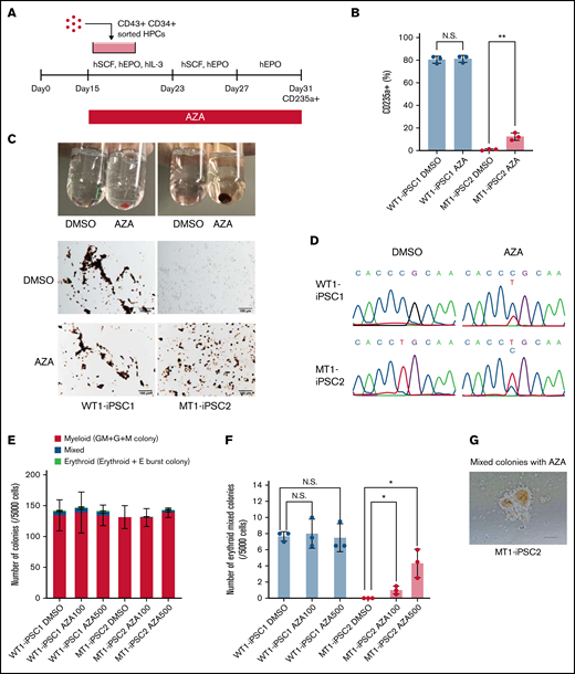 Amelioration of heme synthesis failure and maturation defects of MT erythroblasts with AZA treatment. (A) Schema of a protocol for erythroid differentiation with AZA administration. The image of sorted HPCs was created using BioRender.com. (B) Percentages of CD235a+ erythroblasts treated with DMSO or AZA. The generation of CD235a+ erythroblasts in MT HPCs was significantly improved after the administration of AZA, whereas the generation of CD235a+ erythroblasts in WT HPCs was unchanged. Each line was tested in 3 independent experiments. (C) The pellets of unstained (top left) and o-dianisidine–stained (top right) erythroblasts derived from MT1-iPSC2 treated with DMSO or AZA. o-Dianisidine–stained images of erythroblasts derived from WT1-iPSC1 (left) and MT1-iPSC2 (right) treated with DMSO or AZA. CD235a+ cells were sorted on day 34 using FACS. Magnification of the objective lens: ×20. Bars represent 100 μm. (D) Representative Sanger sequencing data of ALAS2 complementary DNA from erythroblasts derived from WT iPSC (WT1-iPSC1) and MT iPSC (MT1-iPSC2) lines treated with DMSO or AZA. (E) Colony formation assay on day 15 of hematopoietic differentiation in WT1-iPSC1– and MT1-iPSC2–derived HPCs treated with DMSO or AZA. Each line was tested in 3 independent experiments. AZA 100, 100 nM AZA; AZA 500, 500 nM AZA. (F) Erythroid and mixed colony counts in panel E. (G) A representative image of mixed colonies derived from MT1-iPSC2 with AZA. Magnification of the objective lens: ×4. Bars represent 200 μm. All data are presented as the mean ± standard error of the mean. P-values were calculated using 1-way analysis of variance with Tukey’s correction and an unpaired, 2-tailed Student t test. *P < .05; **P < .01; N.S., not significant. DMSO, dimethyl sulfoxide.