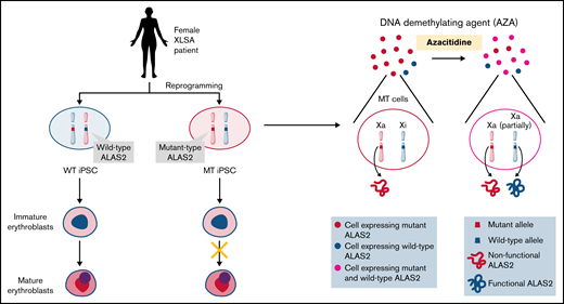 Schematic representation of our results. We established 2 types of iPSC lines derived from individual female patients with XLSA harboring the ALAS2-R227C mutation. WT iPSCs showed mature erythroid differentiation, and MT iPSCs stopped at the immature erythroblast stage, recapitulating the pathogenesis of XLSA. AZA administration reactivated the silent WT ALAS2 allele in MT HPCs and ameliorated erythroid differentiation defects. The figure was created using BioRender.com.