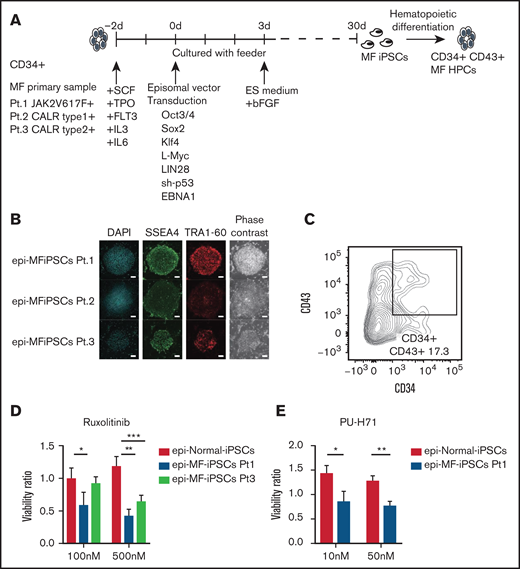 MF-iPSCs were established using episomal vectors. (A) Experimental scheme for generating iPSCs from MF patient samples is shown. MF-iPSCs with integration-free episomal vectors from 3 different MF patients harboring JAK2 V617F, CALR type 1, and CALR type 2 mutations were established. (B) Expression of pluripotency markers including SSEA-4 and TRA-1-60 was confirmed by immunostaining. Scale bar, 200 μm. (C) Cells differentiated from MF-iPSCs were analyzed by flow cytometry for the presence of CD34+ and CD43+ hematopoietic cells. (D) JAK2 inhibitor (ruxolitinib) was used for validation of drug sensitivity of MF-HPCs harboring JAK2 V617F and CALR type 2 mutation. Results are means ± standard deviation (SD). N = 3, independent experiments. Analysis of variance (ANOVA) test: *P < .05, **P < .01, ***P < .001. (E) HSP.90 inhibitor (PU-H71) was used for validation of drug sensitivity of MF-HPCs harboring JAK2 V617F. Results are means ± SD. N = 2, independent experiments. Unpaired 2-tailed Student t test: *P < .05, **P < .01.