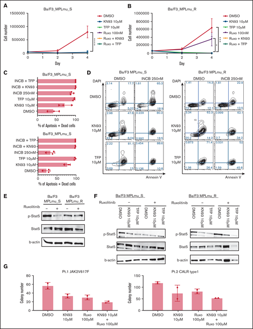 Effectiveness of CAMK2 inhibition in MF model cells. (A) Growth curve of BaF/3_MPLmu_S cells treated with DMSO, CAMK2 inhibitors (KN93 and TFP), ruxolitinib, and ruxolitinib in combination with CAMK2 inhibitors. Results are means ± SD. N = 3, independent experiments. ANOVA test: ****P < .0001. (B) BaF/3 cells expressing MPL W515L become resistant against JAK2 inhibitor 1 month after the exposure. Growth curve of BaF/3_MPLmu_R cells treated with DMSO, CAMK2 inhibitors (KN93 and TFP), and ruxolitinib and ruxolitinib in combination with CAMK2 inhibitors is shown. Results are means ± SD. N = 3, independent experiments. ANOVA test: *P < .05, ***P < .001. (C-D) Apoptosis of BaF/3_MPLmu_S cells and BaF/3_MPLmu_R cells was measured by Annexin V staining and FACS analysis when treated with INCB, KN93, TFP, or both. Results are means ± SD. N = 3, independent experiments. (E) BaF/3_MPLmu_S cells and BaF/3_MPLmu_R cells were examined by immunoblot for phosphorylation of STAT5 when treated with ruxolitinib. β-Actin was used as a loading control. (F) BaF/3_MPLmu_S cells and BaF/3_MPLmu_R cells were examined by immunoblot for phosphor-STAT5 when treated with ruxolitinib, CAMK2 inhibitor, or both. β-Actin was used as a loading control. (G) Colony-forming cell assay was performed with CD34+ cells from MF patients harboring CALR type 1 mutation and JAK2 V617F in the presence of KN93, ruxolitinib, or both. Results are means ± SD. N = 2, experimental replicates.