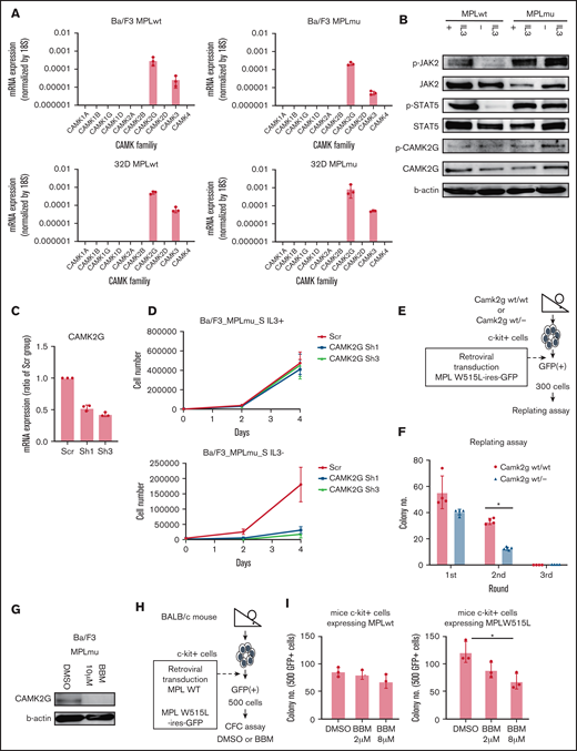 Identification of the critical subtype of CAMK2 in MF. (A) Gene expressions of CAMKs including CAMK1A, 1B, 1G, 1D, 2A, 2B, 2G, 2D, 3, and 4 were assessed by qPCR in BaF/3 and 32D cells overexpressing wild-type MPL and MPL W515L. (B) Immunoblot analysis of JAK, STAT5, CAMK2G, phospho-JAK, phospho-STAT5, and phosphor-CAMK2G. β-Actin was used as a loading control. (C) qPCR data of CAMK2G messenger RNA (mRNA) in BaF/3 cells overexpressing wild-type MPL and MPL W515L transduced with retroviruses carrying vectors with shRNAs or empty vector. Results are means ± SD. N = 3, independent experiments. (D) Proliferation curves of BaF/3 cells overexpressing wild-type MPL and MPL W515L transduced with retroviruses carrying vectors with shRNAs or empty vector. Results are means ± SD. N = 3, independent experiments. (E) Scheme of replating assay using Camk2g wt/− mouse BM. (F) The result of the colony-forming cell capacity of c-kit+ cells of wild and Camk2g knockout mice overexpressing MPL W515L. Results are means ± SD. N = 4, independent experiments. (G) Immunoblot analysis of pCAMK2G after treatment with berbamine (CAMK2G inhibitor) in BaF/3_MPLmu. β-Actin was used as a loading control. (H) Scheme of colony-forming cell assay with berbamine treatment. (I) Colony-forming cell assay was performed with BM cells overexpressing wild-type MPL and MPL W515L in the presence of DMSO or berbamine. Results are means ± SD. N = 3, independent experiments. ANOVA test: *P < .05.