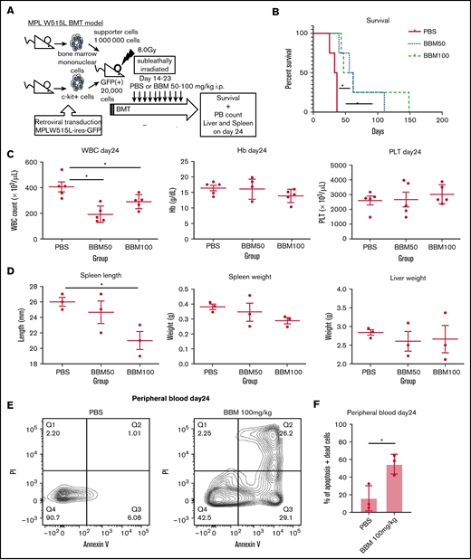 Confirmation of the effectiveness of CAMK2G inhibition in vivo using retroviral BM transplantation model. (A) Sublethally irradiated BALB/c mice were transplanted with c-kit+ BM cells transduced with retroviruses carrying the vector of MPL W515L. These mice were treated with intraperitoneal injections of berbamine (BBM) from day 14 to 23. (B) The survival curves for bone marrow transplantation (BMT) model mice treated with berbamine. Log-rank test: *P < .05, N = 4 mice per group. (C) Parameters, including white blood cell count (WBC count), hemoglobin (Hb), and platelet count (PLT), are shown. N = 5 mice per group. (D) Spleen length, spleen weight, and liver weight are shown N = 3 mice per group. ANOVA test: *P < .05. (E-F) The result of the apoptosis assay in peripheral blood cells of MPL W515L-induced MF model mice under BBM treatment. Peripheral blood cells were measured by FACS after Annexin V + propidium iodide (PI) staining on day 24 with or without BBM treatment. Results are means ± SD. N = 3 mice per group. Unpaired 2-tailed Student t test: *P < .05.
