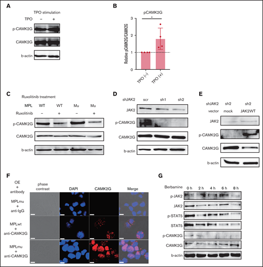 CAMK2G is phosphorylated by MPL signal via JAK2. (A) Immunoblotting of phospho-CAMK2G in 32D cells overexpressing wild-type MPL together with CAMK2G when cells were stimulated by TPO in the absence of IL-3. β-Actin was used as a loading control. (B) The result of the immunoblotting is quantified. The ratio of phospho-CAMK2G/CAMK2G is shown. N = 4, independent experiments, unpaired 2-tailed Student t test: *P < .05. (C) Immunoblotting of phospho-CAMK2G in 32D cells overexpressing wild-type MPL or MPL W515L together with CAMK2G when cells were treated with ruxolitinib. β-Actin was used as a loading control. (D) Immunoblotting of phospho-CAMK2G in 32D cells overexpressing MPL W515L and CAMK2G after knockdown of JAK2 with shRNA. β-Actin was used as a loading control. (E) Immunoblotting of phospho-CAMK2G in JAK2 knockdown cells after cells were transduced with empty or wild-type JAK2 vectors. β-Actin was used as a loading control. (F) Immunostaining using anti-CAMK2G antibody was performed in Ba/F3_MPLwt and Ba/F3_MPLmu. Scale bar, 10 μm. (G) Immunoblotting of phospho-JAK2, phosphor-STAT5 in Ba/F3_MPLmu when treated with berbamine. β-Actin was used as a loading control.