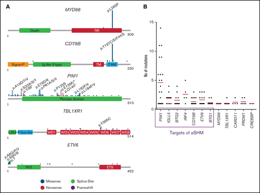 Mutation distribution and number in mutated genes. (A) Schematic presentation of the most important mutated genes in VRL. Relative positions of mutations are shown for CD79B, ETV6, MYD88, PIM1, and TBL1XR1. The approximate location of somatic mutations identified in each gene is indicated. Domains of the protein are represented according to the Uniprot database (www.uniprot.org). (B) Analysis of mutation numbers per gene per sample. Red lines indicate the median number of mutations per gene. Genes in the frame are known targets of aSHM.