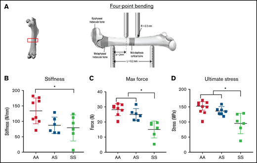 Bone mechanical testing parameters generated by 4-point bending technique in 3-month-old AA, AS, and SS mice. *P < .05, determined by two-way ANOVA with Tukey’s post hoc test, n = 4-6 mice per group, scale bar 100 μm. (A) Schematic diagram of 4-point bending mechanical testing on femoral cortical bone. Based on displacement and force measurement graph and geometry obtained from microCT imaging, stiffness (B) and ultimate stress (D) were calculated, and maximum force (C) were compared (n = 6-8 mice per group).