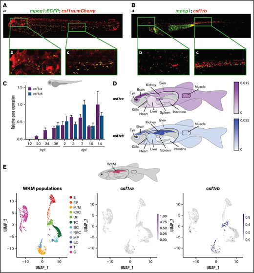 csf1ra and csf1rb have distinct expression patterns in zebrafish. (A) Coexpression of csf1ra (red) and mpeg1 (green) visualized in 72 hpf Tg(fms:GAL4;UAS:mCherry);Tg(mpeg1:EGFP) triple transgenic embryos: (Aa) whole embryo, (Ab) head, (Ac) caudal hematopoietic tissue (CHT) region. (B) HCR WISH of 72 hpf embryos for csf1rb (red) and mpeg1 (green). (Ba) whole embryo, (Bb) head, (Bc) CHT region. Fluorescence images were taken on Dragonfly 503 microscope (Andor) using Zyla-4.2 sCMOS camera with magnification ×10 and processed with the Fusion software, FIJI, and Adobe Photoshop. (C) qRT-PCR analysis of pooled zebrafish embryos showing the expression dynamics of csf1ra and csf1rb in zebrafish development. Pool of 15 to 20 embryos per sample in 2 to 6 biological replicates. The expression was normalized to mob4 gene and to the time point with the highest expression (14 dpf for csf1ra and 7 dpf for csfrb). (D) qRT-PCR analysis of adult zebrafish tissues. Pool of 3 to 5 fish organs per sample in 3 to 5 biological replicates. The expression was normalized to ef1α gene. (E) scRNA-seq data showing the expression of csf1ra and csf1rb in whole kidney marrow (WKM) cell populations (pool of 2 to 3 WKMs per sample). BC, B-cells; BP, blood progenitors; E, erythroid cells; EC, endothelial cells; EP, erythroid progenitors; G, granulocytes; KSC, kidney support cells; M/M, monocytes & macrophages; MP, myeloid progenitors; NKC, NK cells; T, thrombocytes; TC, T-cells.