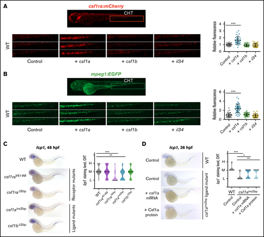 csf1a, but not csf1b, and il34 drive the expansion of embryonic macrophages in vivo. (A-B) csf1a, csf1b, and il34 ligands were overexpressed by mRNA microinjection in 1-cell stage transgenic wild type (WT) embryos. Control embryos were injected with phosphate-buffered saline (PBS). Fluorescence images were acquired at 72 hpf and the area of fluorescent cells was calculated in the caudal hematopoietic tissue (CHT) (area inside of the red box) by FIJI. Results were normalized to injected controls. Scatter plots on the right represent quantification of fluorescent cells in CHT. Each dot in the scatter plot represents 1 larva. (A) Tg(fms:GAL4;UAS:mCherry); control n = 28, + csf1a n = 35, + csf1b n = 35, + il34 n = 28. (B) Tg(mpeg1:EGFP); control n = 41, + csf1a n = 45, + csf1b n = 37, + il34 n = 34. (C) WISH of 48 hpf embryos showing the expression of lcp1 in WT, 2 csf1ra mutants: csf1raV614M (panther) and csf1raΔ5bp, and in csf1ains2bp, csf1bΔ2bp ligand mutants. WT n = 15 (L = 1, M = 9, H = 5); csf1raV614M n = 15 (L = 4, M = 7, H = 4); csf1raΔ5bp n = 15 (L = 12, M = 2, H = 1); csf1ains2bp n = 14 (L = 7, M = 6, H = 1); csf1bΔ2bp n = 16 (L = 4, M = 9, H = 3). (D) lcp1 WISH of 36hpf WT embryos injected with PBS (control), and csf1ains2bp mutant embryos injected with PBS (control), csf1a mRNA or recombinant zebrafish Csf1a protein. WT, control n = 17 (L = 0, M = 14, H = 3); csf1ains2bp, control n = 45 (L = 32, M = 13, H = 0), + csf1a n = 32 (L = 15, M = 17, H = 0), + Csf1a n = 35 (L = 14, M = 21, H = 0). (C-D) Violin plot graphs show the level of lcp1 expression in the CHT region of individual embryos (L = low, M = medium, H = high) with median represented by a black line. (A-D) The level of statistical significance was determined by Mann-Whitney U test. *P < .04, **P < .007, ***P < .0001. All fluorescent images were acquired on Zeiss AxioZoom.V16 with Zeiss Axiocam 506 mono camera and ZEN Blue software. Bright field images of WISH were acquired on Zeiss AxioZoom.V16 with Zeiss Axiocam 105 color camera and processed using the Extended Depth of Focus module in the ZEN Blue software. FIJI and Adobe Photoshop were used for image processing.