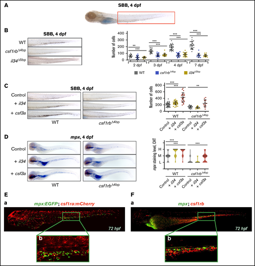 il34 binds to csf1rb and regulates the embryonic granulocytic fate. (A) SBB staining of a 4 dpf larva. The analyzed area is marked with a red rectangle. (B-C) SBB-positive cells were manually counted and the level of statistical significance was determined by Mann-Whitney U test. **P < .006, ***P < .0001. (B) SBB in WT, csf1rbΔ4bp and il34Δ5bp at 4 dpf. The graph on the right shows the number of SBB-positive cells during zebrafish embryonal and larval development, 2 to 7 dpf. 2 dpf: WT n = 21, csf1rbΔ4bp n = 24, il34Δ5bp n = 21; 3 dpf: WT n = 21, csf1rbΔ4bp n = 24, il34Δ5bp n = 18; 4 dpf: WT n = 21, csf1rbΔ4bp n = 26, il34Δ5bp n = 23; 7 dpf: WT n = 18, csf1rbΔ4bp n = 13, il34Δ5bp n = 21. (C) il34 and csf3a ligands were overexpressed by mRNA microinjection in 1-cell stage WT or csf1rbΔ4bp mutant embryos. Control embryos were injected with PBS. SBB staining was performed at 4 dpf. The graph on the right shows the number of SBB-positive cells. WT: control n = 46, + il34 n = 41, + csf3a n = 22; csf1rbΔ4bp: control n = 19, + il34 n = 18, + csf3a n = 12. (D) WISH of 4 dpf larvae showing the expression of mpx in WT or mutant csf1rbΔ4bp embryos with overexpressed il34 or csf3a ligands. Violin plots show the level of mpx expression in individual embryos (L = low, M = medium, H = high) with median represented by a black line. WT: control n = 44 (L = 11, M = 23, H = 10), + il34 n = 51 (L = 3, M = 16, H = 32), + csf3a n = 46 (L = 4, M = 11, H = 31); csf1rbΔ4bp: control n = 48 (L = 38, M = 9, H = 1), + il34 n = 40 (L = 34, M = 6, H = 0), + csf3a n = 44 (L = 19, M = 19, H = 6). The level of statistical significance was determined by Mann-Whitney U test. ***P < .0003. (E) Coexpression of csf1ra (red) and mpx (green) visualized in 72 hpf triple transgenic embryos Tg(fms:GAL4;UAS:mCherry);Tg(mpx:EGFP): (Ea) whole embryo, (Eb) caudal hematopoietic tissue (CHT) region. (F) HCR WISH of 72hpf embryos for csf1rb (red) and mpx (green). (Fa) whole embryo, (Fb) CHT region. All SBB staining and WISH bright field images were acquired on Zeiss AxioZoom.V16 with Zeiss Axiocam 105 color camera and processed using the Extended Depth of Focus module in the ZEN Blue software. FIJI and Adobe Photoshop were used for image processing. Fluorescence images were taken on Dragonfly 503 microscope (Andor) using Zyla-4.2 sCMOS camera with magnification ×10 and processed with the Fusion software, FIJI, and Adobe Photoshop.