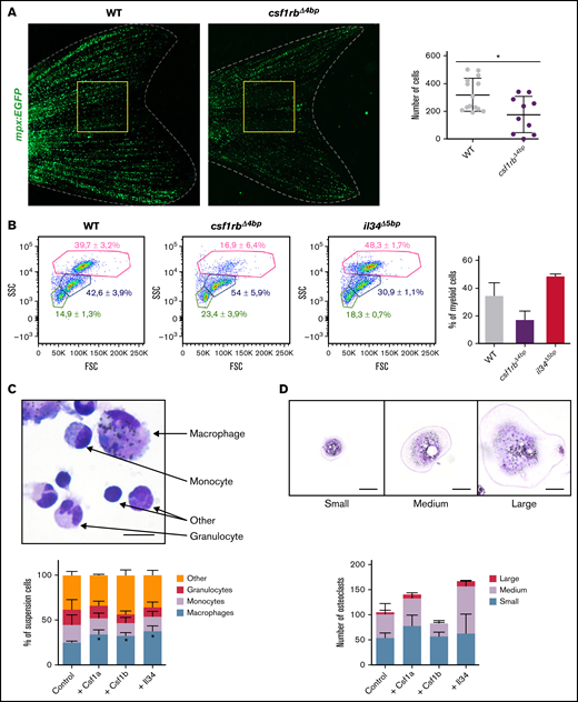 csf1rb is indispensable for definitive granulopoiesis. (A) Number of neutrophils in adult Tg(mpx:EGFP) = WT and Tg(mpx:EGFP);csf1rbΔ4bp = csf1rbΔ4bp fishtails. Neutrophils were manually counted in the area of the yellow square. WT n = 14, csf1rbΔ4bp n = 10. The level of statistical significance was determined by an unpaired 2-tailed t test. *P < .04. (B) FACS analysis of WKM cell suspension from WT, csf1rbΔ4bp, and il34Δ5bp adult zebrafish. WKMs pooled from 2 fish in 3 biological replicates, and 1 representative plot is shown for each condition. The numbers in FSC/SSC plots represent the mean percentage with SD in the gates of myeloid cells (pink gate), progenitors (blue gate), and lymphoid and small progenitor cells (green gate). The percentage of WKM cells in the myeloid gate is also shown in the bar graph on the right. (C-D) Ex vivo culture of WKM cells treated with Csf1a, Csf1b, or Il34 proteins. (C) After 3 days in culture, smears of suspension cells were stained on microscopic glass slides with May-Grünwald and Giemsa (MGG), and the number of differentiated cells (monocytes, macrophages, and granulocytes) was counted. The graph on the bottom shows the mean percentage of cells with SD. The level of statistical significance was determined by an unpaired 2-tailed t test. *P < .04. The scale bar on the microscopic image is 20 µm. Results from 3 biological replicates. (D) After 3 days in culture, adherent cells on the dish were washed with PBS, stained with MGG, and the number of small, medium, and large osteoclasts was counted in 20 fields of view with a magnification ×20 objective. The graph on the bottom shows the mean percentage of cells with SD. Results from 2 biological replicates. The scale bar on the microscopic image is 50 µm. Fluorescence images were acquired on Zeiss AxioZoom.V16 with Zeiss Axiocam 506 mono camera and ZEN Blue software. ImageJ and Adobe Photoshop were used for image processing. Bright-field images of ex vivo cultures were acquired on Leica DM 2000 microscope with Zeiss Axiocam 105 color camera.