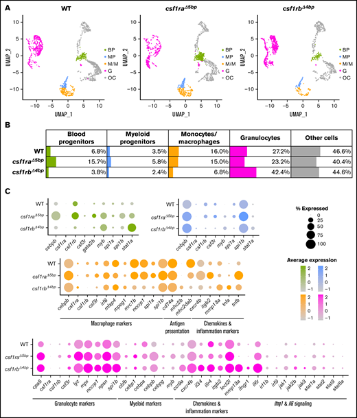 Single-cell RNA sequencing (scRNA-seq) of adult WT, csf1raΔ5bp, and csf1rbΔ4bp WKM cells shows differentially expressed hematopoietic genes. (A-C) WKMs of 1 to 2 animals were pooled for each sample. (A) Clusters in Dim plots represent individual selected populations of WKM hematopoietic cells. The identity of each cluster is based on likely cell origin according to lineage marker gene expression. Green, blood progenitors (BP); blue, myeloid progenitors (MP); orange, monocytes/macrophages (M/M); pink, granulocytes (G); gray, other cells (OC). (B) Table representing the percentage of cells in each population for WT and respective mutants. (C) Dot plot visualization of scRNA-seq gene expression in individual populations of WKM hematopoietic cells of WT and respective mutants. The color of each dot represents the level of expression (also depicted in the histogram), and the size of the dot shows the percentage of cells expressing each individual gene.