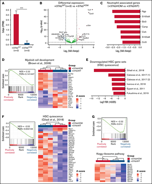 Transcriptome analysis reveals loss of HSPC quiescence in +37kbHOM mice. (A) Volcano plot showing genes differentially expressed in HSPCs of +37kbHOM (n = 3) compared with +37kbWT mice (n = 3). Differentially expressed genes are represented as log2 fold change (x-axis) and log10 P value (y-axis). Significantly upregulated genes (log2 fold change >1.5, P value < .05) are shown in red, downregulated genes (log2 fold change <−1.5, P value < .05) are shown in blue, and genes without significant differences are shown in gray. (B) Mean and SD of Cebpa expression in +37kbWT and +37kbHOM LSKs, expressed as FPKM values. (C) Bar plot showing the top downregulated neutrophil-associated genes in +37kbHOM HSPCs compared with +37kbWT HSPCs, presented as log2 fold change. (D) GSEA enrichment plot (left) showing upregulation (NES = 2.22; FDR <0.05) of the early myeloid-biased gene expression program in +37kbHOM HSPCs. Heatmap (right) showing significant differentially expressed genes of this pathway in +37kbHOM vs +37kbWT HSPCs. (E) Bar plot showing downregulation of LT-HSC quiescence-related pathways in +37kbHOM vs +37kbWT HSPCs, expressed as -log2 transformation of FDR. (F) GSEA enrichment plot (left) showing downregulation (NES = −2.52; FDR <0.05) of the HSC quiescence pathway from3 in +37kbHOM vs +37kbWT HSPCs. Heatmap (right) of the significant differentially expressed genes in this dataset. (G) GSEA enrichment plot (left) showing downregulation (NES = −2.22; FDR <0.05) of the ribosome pathway and heatmap (right) of differentially expressed ribosomal Rsp and Rlp genes. (H) Mean and SD of Mycn expression in +37kbWT and +37kbHOM HSPCs, expressed as FPKM values. The experiment was done in triplicates for each condition, +37kbWT (n = 3) and +37kbHOM (n = 3), and the heatmap values were calculated using Z-scores. SD, standard deviation.