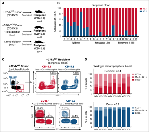 Transplanted +37kb enhancer-deleted BM cells show low chimerism and are neutropenic. (A) Transplantation scheme representing donor (CD45.2) WT, donor (CD45.2) with homozygous 1.2kb deletion, and donor (CD45.2) with homozygous 1.15kb deletion in CD45.1 recipients. Eight recipient mice per condition (n = 24) were used in the experiment. One mouse transplanted with 1.2kb enhancer-deleted BM cells died before it could be analyzed. (B) Bar chart showing percentage of CD45.1 and CD45.2 cell chimerism in PB 12 weeks after transplantation of WT and homozygous BM. (C) Flow cytometry contour plot of BM after transplantation with +37kbWT cells: Mac1+Gr1+ myeloid cells, B220+ B cells, and CD3+ T-cell populations were gated from CD45.1 and CD45.2 fractions. (D) Proportion of +37kbWT Mac1+Gr1+ myeloid cells, B220+ B cells, and CD3+ T-cell populations from recipient CD45.1 (up) and donor CD45.2 (lower). (E) Flow cytometry contour plots of BM after transplantation with +37kbHOM cells: Mac1+Gr1+ myeloid cells, B220+ B cells, and CD3+ T-cell populations were gated from CD45.1 and CD45.2 fractions. (F) Proportion of +37kbHOM Mac1+Gr1+ myeloid cells B220+ B cells and CD3+ T-cell populations from recipient CD45.1 (upper) and donor CD45.2 (lower). Experiments were conducted on PB samples of +37kbWT (n = 8) and +37kbHOM (n = 15), drawn 12 weeks posttransplantation.