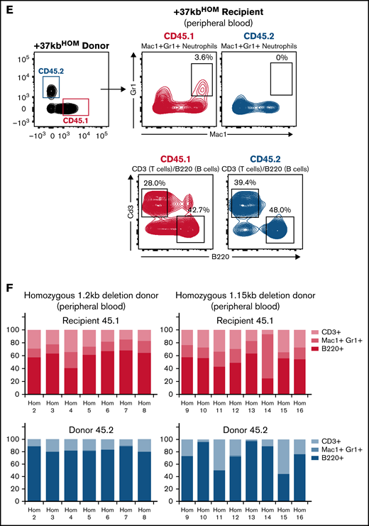 Transplanted +37kb enhancer-deleted BM cells show low chimerism and are neutropenic. (A) Transplantation scheme representing donor (CD45.2) WT, donor (CD45.2) with homozygous 1.2kb deletion, and donor (CD45.2) with homozygous 1.15kb deletion in CD45.1 recipients. Eight recipient mice per condition (n = 24) were used in the experiment. One mouse transplanted with 1.2kb enhancer-deleted BM cells died before it could be analyzed. (B) Bar chart showing percentage of CD45.1 and CD45.2 cell chimerism in PB 12 weeks after transplantation of WT and homozygous BM. (C) Flow cytometry contour plot of BM after transplantation with +37kbWT cells: Mac1+Gr1+ myeloid cells, B220+ B cells, and CD3+ T-cell populations were gated from CD45.1 and CD45.2 fractions. (D) Proportion of +37kbWT Mac1+Gr1+ myeloid cells, B220+ B cells, and CD3+ T-cell populations from recipient CD45.1 (up) and donor CD45.2 (lower). (E) Flow cytometry contour plots of BM after transplantation with +37kbHOM cells: Mac1+Gr1+ myeloid cells, B220+ B cells, and CD3+ T-cell populations were gated from CD45.1 and CD45.2 fractions. (F) Proportion of +37kbHOM Mac1+Gr1+ myeloid cells B220+ B cells and CD3+ T-cell populations from recipient CD45.1 (upper) and donor CD45.2 (lower). Experiments were conducted on PB samples of +37kbWT (n = 8) and +37kbHOM (n = 15), drawn 12 weeks posttransplantation.