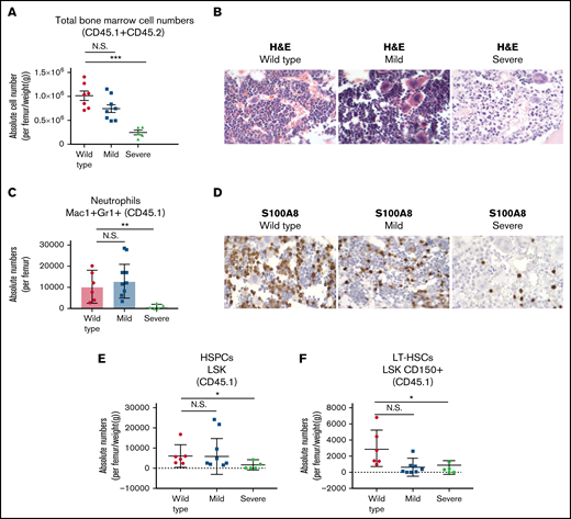 Systemic BM perturbations impair myeloid differentiation and deplete the LT-HSC pool of recipient mice. (A) Total BM cellularity per femur, corrected for body weight in grams of each mouse. The mice transplanted with homozygous BM cells were divided into 2 subgroups based on disease severity: homozygous mild and homozygous severe. Mice transplanted with WT BM were used as controls. (B) Histological examination using H&E on processed paraffin BM sections of recipient CD45.1 transplanted mice. (C) Absolute numbers of Mac1+Gr1+ neutrophils from BM of CD45.1 recipient mice. (D) Immunohistochemistry of S100A8 protein expression on histological BM sections of recipient CD45.1 transplanted mice. (E) HSPC absolute numbers in BMs of CD45.1 recipient mice, calculated from LSK/lineage-negative/live cells (7AAD) and corrected for total cellularity per femur and body weight (in grams) of each mouse. (F) LT-HSC absolute numbers in BM of CD45.1 recipient mice, calculated from CD48-Cd150+/LSK/lineage-negative/live cells (7AAD) and corrected for total cellularity per femur and body weight in grams of each mouse. All data are represented as mean +/− SD. Statistical significance was calculated using a Student t-test. *P value < .05; **P value < .005; ***P value < .0005; N.S., not significant; SD, standard deviation.