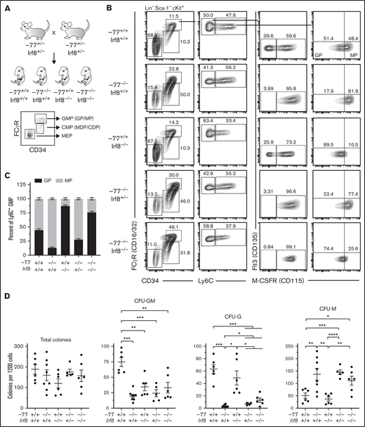 Elevated IRF8 causes aberrant myeloid differentiation potential of GATA2-deficient progenitor cells. (A) Experimental strategy for double mutant in vivo rescue system. Mice heterozygous for −77 enhancer deletion or Irf8tm1.2Hm were bred to generate E14.5 embryos. Fetal liver progenitor populations with select genotypes were analyzed by flow cytometry. (B) Representative flow cytometry analysis of progenitor populations from GMPs (Lin−Sca-1−cKit+CD34+CD16/32high). GPs and MPs are distinguished from multipotential GMPs by expression of Ly6C and from each other by M-CSFR (CD115). (C) Quantitation of the frequency of MPs and GPs within the Ly6C+ GMP populations from 7 litters (−77+/+Irf8+/+, n = 7; −77−/−Irf8+/+, n = 5; −77+/+Irf8−/−, n = 3: −77−/−Irf8+/−, n = 8; −77−/−Irf8−/−, n = 7). Relevant statistical comparisons for panel C are described in "Results." (D) Quantitation of colonies from sorted Ly6C− GMPs plated in M3434 methylcellulose media (STEMCELL Technologies) at 1200 cells/plate. Colonies were scored as mixed-lineage CFU-GM, or single-lineage granulocyte CFU-G, or CFU-M colonies. Ly6C− GMPs were obtained from 4 litters (−77+/+Irf8+/+, n = 6; −77−/−Irf8+/+, n = 8; −77+/+Irf8−/−, n = 6; −77−/−Irf8+/−, n = 5; −77−/−Irf8−/−, n = 6). Error bars for all plots represent mean ± standard error of the mean (SEM). *P < .05, **P < .01, ***P < .001, ****P < .0001; Welch’s unequal variance t tests.