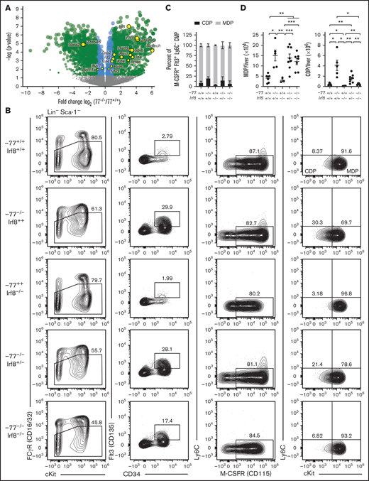 GATA2 suppression of IRF8 levels restricts common dendritic cell progenitor production. (A) Volcano plot of differentially expressed genes mined from transcriptome analysis of lineage-depleted wild-type and −77−/− fetal livers cultured for 3 days as previously described.21 GEO accession: GSE133606. DC genes included factors involved in DC differentiation and/or differentially expressed in DC progenitor populations.38Gata2 downregulation, resulting from the −77 enhancer deletion, is also depicted. (B) Representative flow cytometry analysis of monocyte-dendritic cell progenitor (MDP) and common dendritic cell progenitor (CDP) populations. Quantitation of the frequency of CDPs and MDPs within the Flt3+M-CSFR+Ly6C− CMP pools (C) and of total cells per liver (D) from 7 litters (−77+/+Irf8+/+, n = 7; −77−/−Irf8+/+, n = 5; −77−/−Irf8+/−, n = 8; −77−/−Irf8−/−, n = 7; −77+/+Irf8−/−, n = 3). Error bars represent mean ± SEM. *P < .05, **P < .01, ***P < .001; Welch’s unequal variance t tests. Relevant statistical comparisons for panel C are described in "Results."