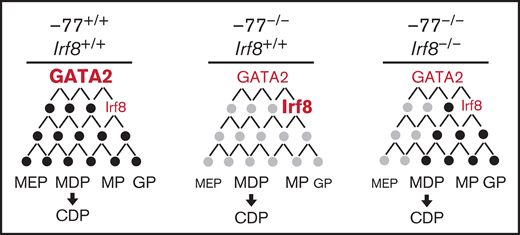 Model illustrating IRF8 function as an essential mediator within GATA2 genetic networks. Physiological levels of GATA2 establish a transcriptome (genes, black circles) with low Irf8 expression, which maintains a balance in myeloid and dendritic cell progenitors. Loss of the −77 enhancer and consequent reduction in GATA2 disrupts the network (gray circles), upregulating Irf8 and increasing proportions of MP, MDP, and CDP populations. Reducing Irf8, in the context of the −77 mutant allele, reversed granulocytic deficiencies and the excessive accumulation of dendritic cell progenitors.