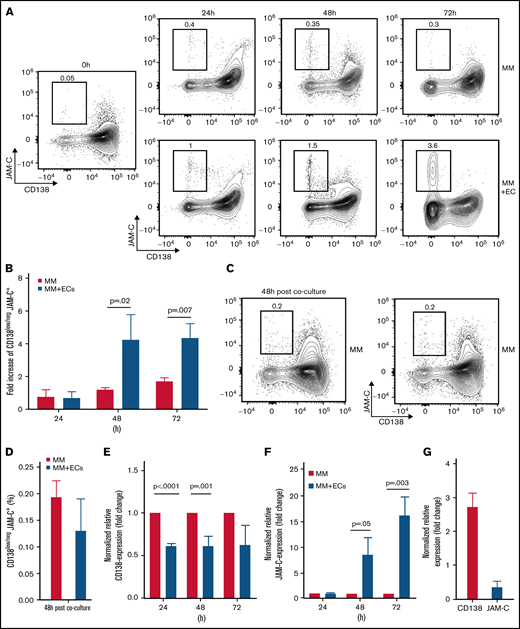 Direct contact of MM cells with ECs leads to a dynamic and reversible increase of CD138low/neg JAM-C+ cells in mice and humans. (A) Representative fluorescence-activated cell sorting (FACS) plots of surface CD138 and JAM-C expression on living MM cells at depicted time points of coculture without ECs (MM, upper panel) or with ECs (MM + ECs, lower panel) and (B) corresponding graphical display of increase in cell frequencies. (C) Representative FACS plots of surface CD138 and JAM-C expression on living MM cells grown without ECs for 48 hours in complete growth medium after the end of co-culture without ECs (upper panel) or with ECs (lower panel) and (D) corresponding graphical display of cell frequencies. Normalized relative transcription levels of (E) CD138 and (F) JAM-C messenger RNA (mRNA) within the MM cells cultured with ECs (MM + ECs) or without ECs (MM) determined by quantitative real-time polymerase chain reaction (qRT-PCR). (G) Normalized relative transcription levels of CD138 and JAM-C mRNA within MM cells cultured without ECS for 48 hours in complete growth medium after the end of EC co-culture compared with the expression level at 72 hours depicted in panels E and F (open columns). (H) Representative FACS plots of surface CD138 and JAM-C expression on living RPMI 8226 (MM) cells at depicted time points of co-culture without HUVECs (huMM, upper panel) or with HUVECs (huMM + ECs, lower panel) and (I) corresponding graphical display of increase in cell frequencies. (J) Representative FACS plots of surface CD138 and JAM-C expression on living huMM cells grown without ECs for 48 hours in complete growth medium after the end of co-culture without ECs (upper panel) or with ECs (lower panel) and (K) corresponding graphical display of cell frequencies. All experiments were independently repeated 3 times. Unpaired, two-tailed Student t tests were used. Error bars indicate SD for FACS analyses and standard error of the mean for qRT-PCR results.