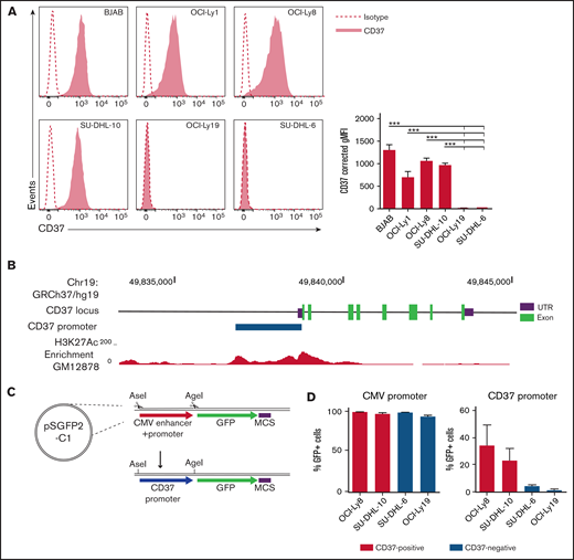 CD37-negative DLBCL cell lines lack CD37 promoter activity. (A) Representative histograms (left) and quantification (right) of flow cytometry analysis of CD37 membrane expression on human DLBCL cell lines. Corrected geometric mean fluorescence intensity (gMFI): gMFI corrected for gMFI of isotype control. One-way ANOVA analysis was followed by Tukey's multiple comparisons test. ***P < .001 represents the significance of each cell line compared with OCI-Ly19 and SU-DHL-6 separately. Data represent mean + SEM of 3 independent experiments. (B) Schematic representation of the CD37 gene locus and upstream sequence. The blue bar indicates the locus of the CD37 promoter as used in (C) and (D), based on the H3K27Ac enrichment in the lymphoblastoid GM12878 cell line (as obtained via the University of California, Santa Cruz Genome Browser, data from the Bernstein Laboratory at the Broad Institute32). UTR, untranslated region. (C) Schematic representation of the GFP-reporter plasmid. GFP, green fluorescent protein; MCS, multiple cloning site. (D) Percentage of GFP-positive cells in CD37-positive and CD37-negative DLBCL cell lines transfected with CMV promoter-GFP or CD37 promoter-GFP construct. Data represent mean + SEM of 3 independent experiments.