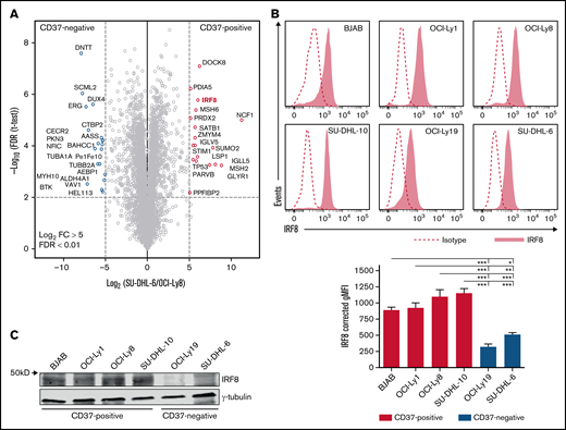 Identification of IRF8 in CD37-positive DLBCL cell lines. (A) Volcano plot of the label-free quantification (LFQ) of protein abundance in the nuclear protein fractions of CD37-negative (SU-DHL-6) vs CD37-positive (OCI-Ly8) DLBCL cells. Gene names are indicated. The volcano plot presents data of n = 3 technical replicates for both SU-DHL-6 and OCI-Ly8 extract. (B) Representative histograms (top) and quantification (bottom) of flow cytometry analysis of IRF8 expression in human DLBCL cell lines. Corrected gMFI: gMFI corrected for gMFI of isotype control. One-way ANOVA analysis was followed by Tukey's multiple comparisons test. ***P < .001, **P < .01, *P < .05. Data represent mean + SEM of 3 independent experiments. (C) Representative western blot stained for IRF8 and γ-tubulin as loading control in indicated CD37-positive and CD37-negative DLBCL cell lines.