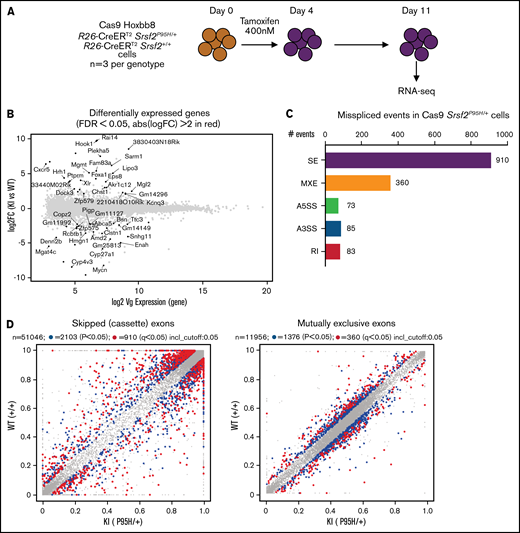 Cas9 Srsf2P95H/+ cell lines show similar missplicing changes as primary cells. (A) A schematic diagram depicting the experimental design for RNA sequencing. (B) An MA plot showing differentially expressed genes in the Srsf2P95H/+ cells compared with Srsf2+/+; red dots = FDR < .05, absolute fold change >2, genes without symbols are not labeled. (C) The number of misspliced events in GM-CSF Srsf2P95H/+ cells. A3SS alternative 3' splicing site; A5SS, alternative 5' splicing site; MXE, mutually exclusive exon; RI, retained intron; SE, skipped exon. (D) Scatter plots of the GM-CSF Srsf2P95H/+ cells showing the skipped (cassette) exons and mutually exclusive exon events. Gray dots, <5% difference between genotypes; blue dots, P < .05 and >5% difference between genotypes; red dots, q < .05 and >5% difference between genotypes. (E) Sashimi plot of selected missplicing events in the myeloid cell lines.