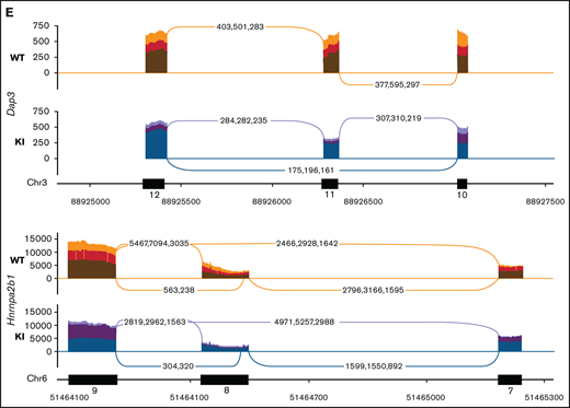 Cas9 Srsf2P95H/+ cell lines show similar missplicing changes as primary cells. (A) A schematic diagram depicting the experimental design for RNA sequencing. (B) An MA plot showing differentially expressed genes in the Srsf2P95H/+ cells compared with Srsf2+/+; red dots = FDR < .05, absolute fold change >2, genes without symbols are not labeled. (C) The number of misspliced events in GM-CSF Srsf2P95H/+ cells. A3SS alternative 3' splicing site; A5SS, alternative 5' splicing site; MXE, mutually exclusive exon; RI, retained intron; SE, skipped exon. (D) Scatter plots of the GM-CSF Srsf2P95H/+ cells showing the skipped (cassette) exons and mutually exclusive exon events. Gray dots, <5% difference between genotypes; blue dots, P < .05 and >5% difference between genotypes; red dots, q < .05 and >5% difference between genotypes. (E) Sashimi plot of selected missplicing events in the myeloid cell lines.